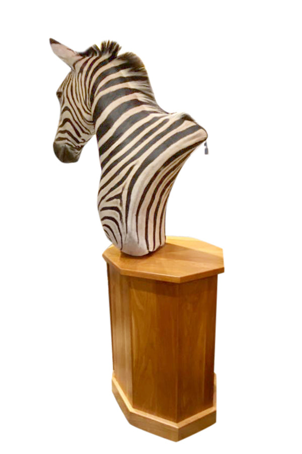 Zebra Taxidermy - aptiques by Authentic PreOwned