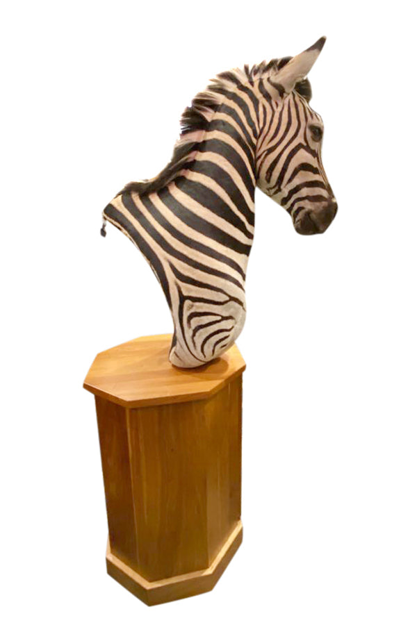 Zebra Taxidermy - aptiques by Authentic PreOwned