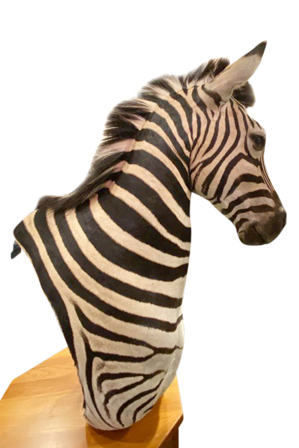 Zebra Taxidermy - aptiques by Authentic PreOwned
