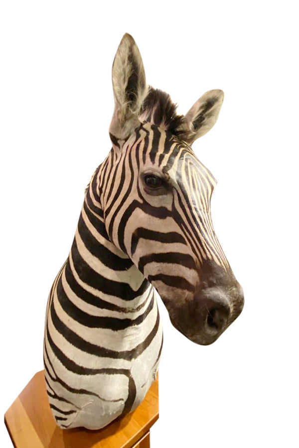 Zebra Taxidermy - aptiques by Authentic PreOwned