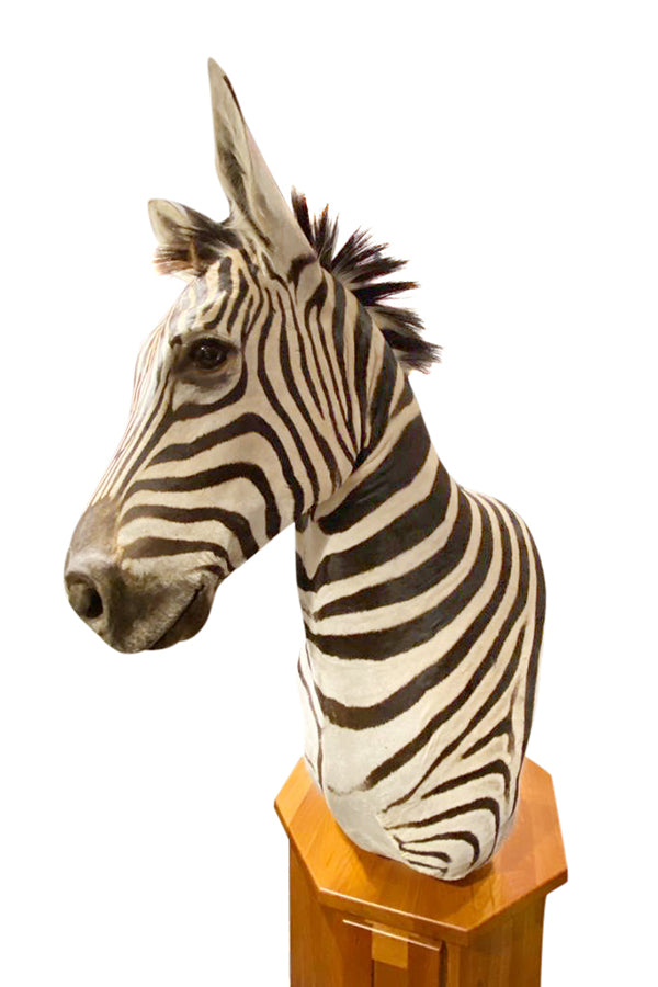 Zebra Taxidermy - aptiques by Authentic PreOwned