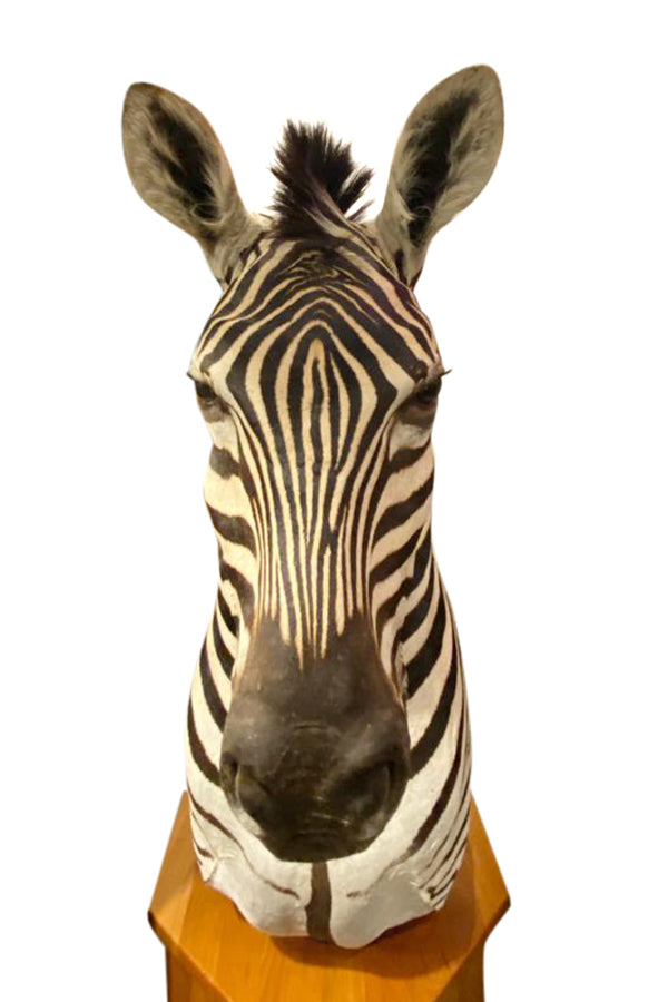 Zebra Taxidermy - aptiques by Authentic PreOwned